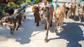 How safe are pack walks? Dog owners, daycares and an expert on dangers and how it can be done right