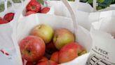 Try these 8 apple orchards in central Iowa that will sweeten up your autumn