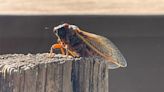 When will cicadas leave Tennessee?