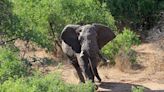 南非保護區一頭大象發怒 差點掀翻整車遊客