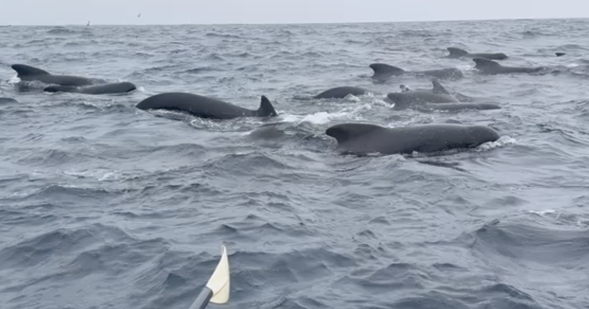 ‘Absolutely incredible’: Man rowing solo across Atlantic is surrounded by whales