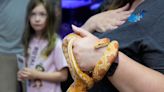 Deltona's Lyonia preserve marks retirement of snake 'ambassador' Blaze