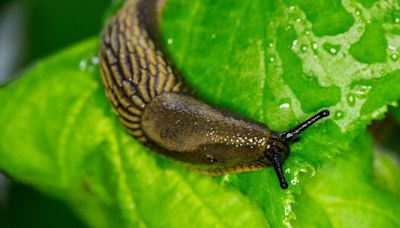 UK Gardeners Urged To Avoid 1 Common Task To Repel Slugs