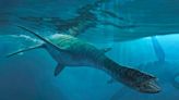 Exhiben un reptil que inspiró al Nahuelito y al monstruo del Lago Ness en el Chocón