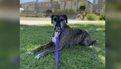 Lemon Grove family describes bee swarm attack that killed dog, injured 5 people