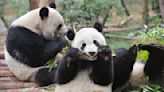 Adorable Twin Pandas Suddenly Hulk Out on Zookeeper