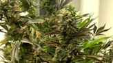 Cherokee Tribe to begin recreational marijuana sales within 60-75 days
