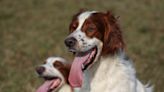 Irish Red and White Setter: Breed Characteristics & Care