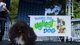 See All the Uniquely Adorable Winners from the 2023 Ugliest Dog Contest