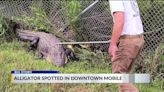Gator stops traffic in downtown Mobile