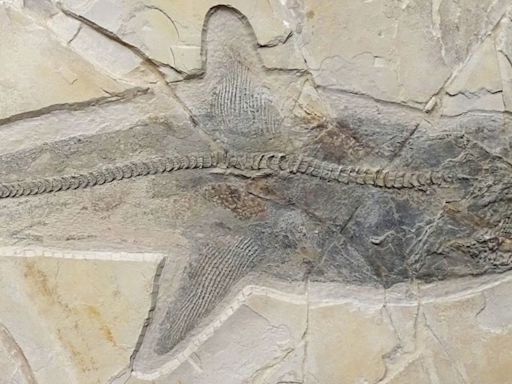 El fósil de un antiguo tiburón de la era de los dinosaurios resuelve un misterio de siglos