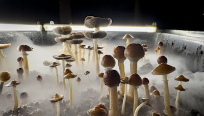 Can the psychedelic in magic mushrooms treat depression? An Ohio State professor says yes