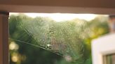 How to get rid of spiders: 18 natural ways to keep spiders out of your house