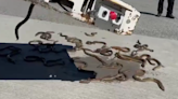 Video shows shipment of live eels spilling at Vancouver airport