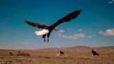 Criminal cases for killing eagles decline as wind turbine dangers grow