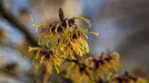 The Chinese Witch Hazel Plant Shoots Seeds With Ballistic Force