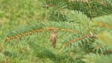 A Stroll Through the Garden: Bagworm and how to control it