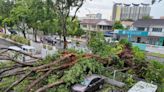 Penang govt orders local councils to inspect all trees in state after close shaves