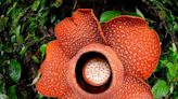 World’s largest flower is in danger of extinction, scientists warn