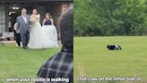 Bride's Best Friend Realizes Cow Near Wedding Venue Is Actually a Furry