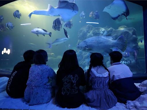 大雨雷擊！ 澎湖水族館「全館停電」緊急公告休館1天-台視新聞網