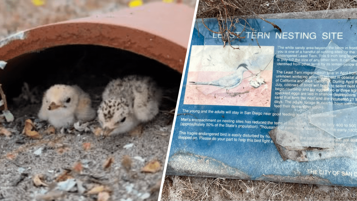 Endangered bird sanctuary vandalized in Mission Bay