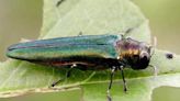 Maine Forest Service tries to manage spread of the invasive pest, Emerald Ash Borer