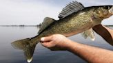 Natural Resources Board approves Minocqua walleye emergency rule