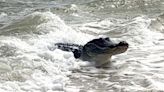 ¡Aguas! Alertan a bañistas sobre presencia de cocodrilos en Playas de Michoacán