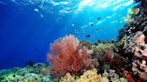 Enfermedad mortal amenaza al 75 por ciento de los corales del orbe
