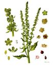 Beta vulgaris