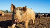 New food labels to identify Belgian producers that ‘go the extra mile’ with animal welfare