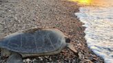 Sea turtles begin nesting season on Türkiye's Mersin beaches