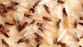These spring critters may already be destroying your SC home. How to tell and fight back