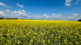 From AIM: How many flowers in a canola field? - AGCanada