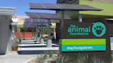 The Animal Foundation, Broken Yolk Cafe to host 'Puppies and Pancakes' adoption event