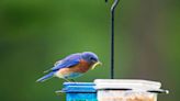 How to Attract Bluebirds to Your Yard: 11 Must-Know Tips