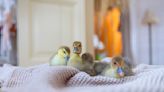 Farmer Has Cutest Way of Enticing Ducklings Into Their Kitchen Sink 'Pond'