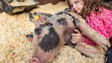 Lucky the pig lives up to his namesake, survives tumble on Interstate 5