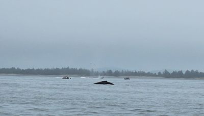 Video: Humpback whale spotted in Columbia River by Warrenton mayor while fishing