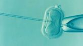 Understanding how abnormal embryos self-correct may provide women with a better chance of IVF pregnancy