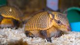 Audubon Zoo in New Orleans welcomes screaming hairy armadillo babies