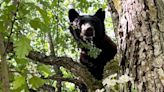 Tacoma’s wandering bear has been caught sightseeing. Here’s where he’s going