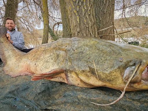 Pescan al 'monstruo del Ebro': 85 kilos y más de dos metros
