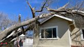 Derecho with winds at 97 mph topples trees and damages roofs across Madison, South Dakota