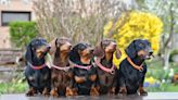 Mom and 8 Energetic Dachshunds Make Relocation a Wild Adventure