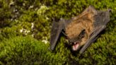 Rabid bat found in Grand Teton National Park – here's how to keep yourself safe