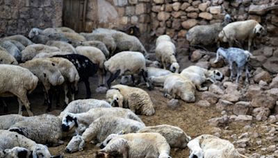 En Turquie, après l'incendie, la bataille pour sauver les brebis