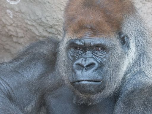 Gorilla at Saint Louis Zoo named Little Joe dies from heart disease, zoo officials say