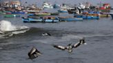 Perú crea la Reserva Nacional Mar Tropical Grau para proteger la biodiversidad marina